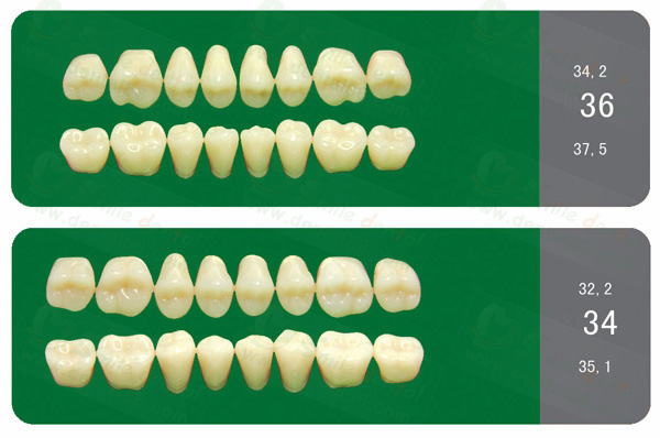 SA31 Acrylic Resin Teeth Three3